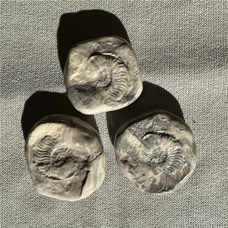 Cutlery holders AMMONITE