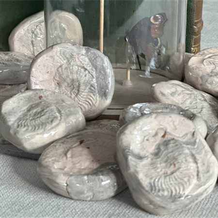 Cutlery holders AMMONITE